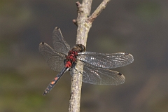 David Plant Photography - Wildlife Photography - White-faced darter - F